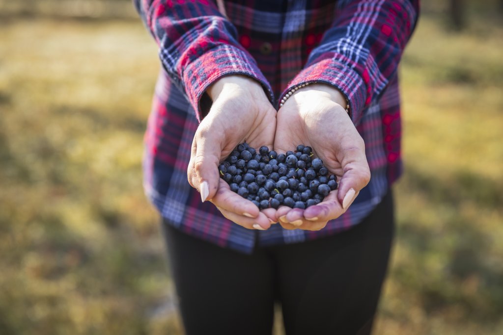 Kädet kannattelemassa kourallista mustikoita.